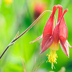 Red Columbine (Aquilegia canadensis)