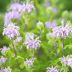 Wild Bergamot (Monarda fistulosa)