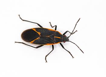 An image of a Box Elder Bug