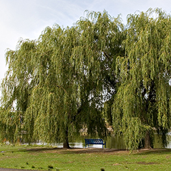 https://www.brampton.ca/EN/residents/parks/PublishingImages/Parks-Environment/Thumbnails/TreeRegulation.jpg