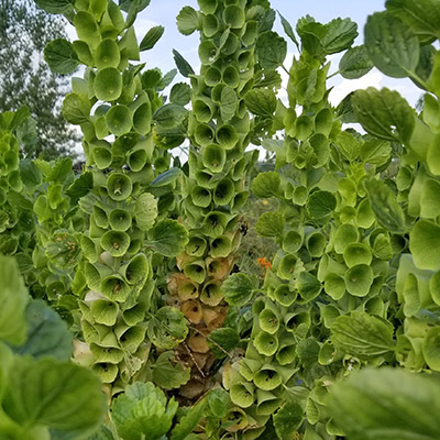 Gaia Organic Seeds