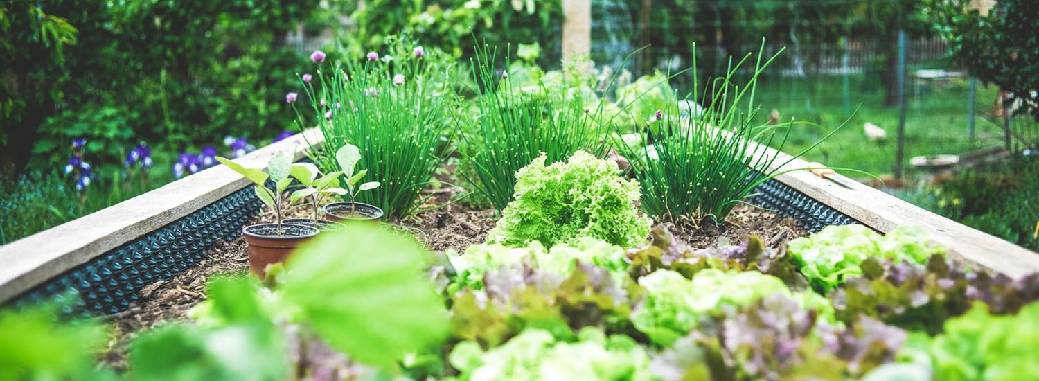 Community Gardens Page Banner