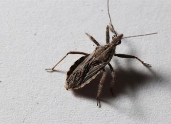 An image of a Wheel Bug