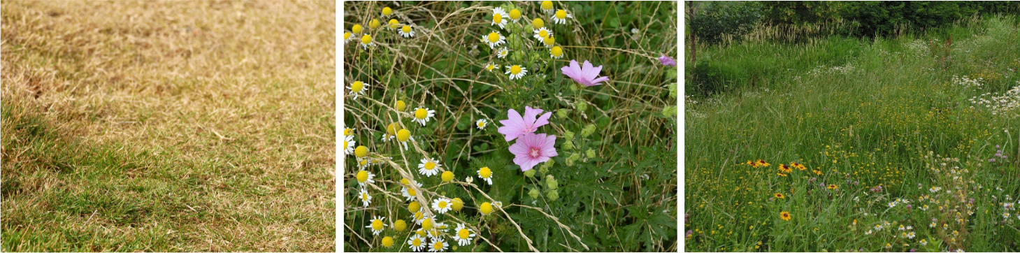 Don't Mow let it Grow image.png