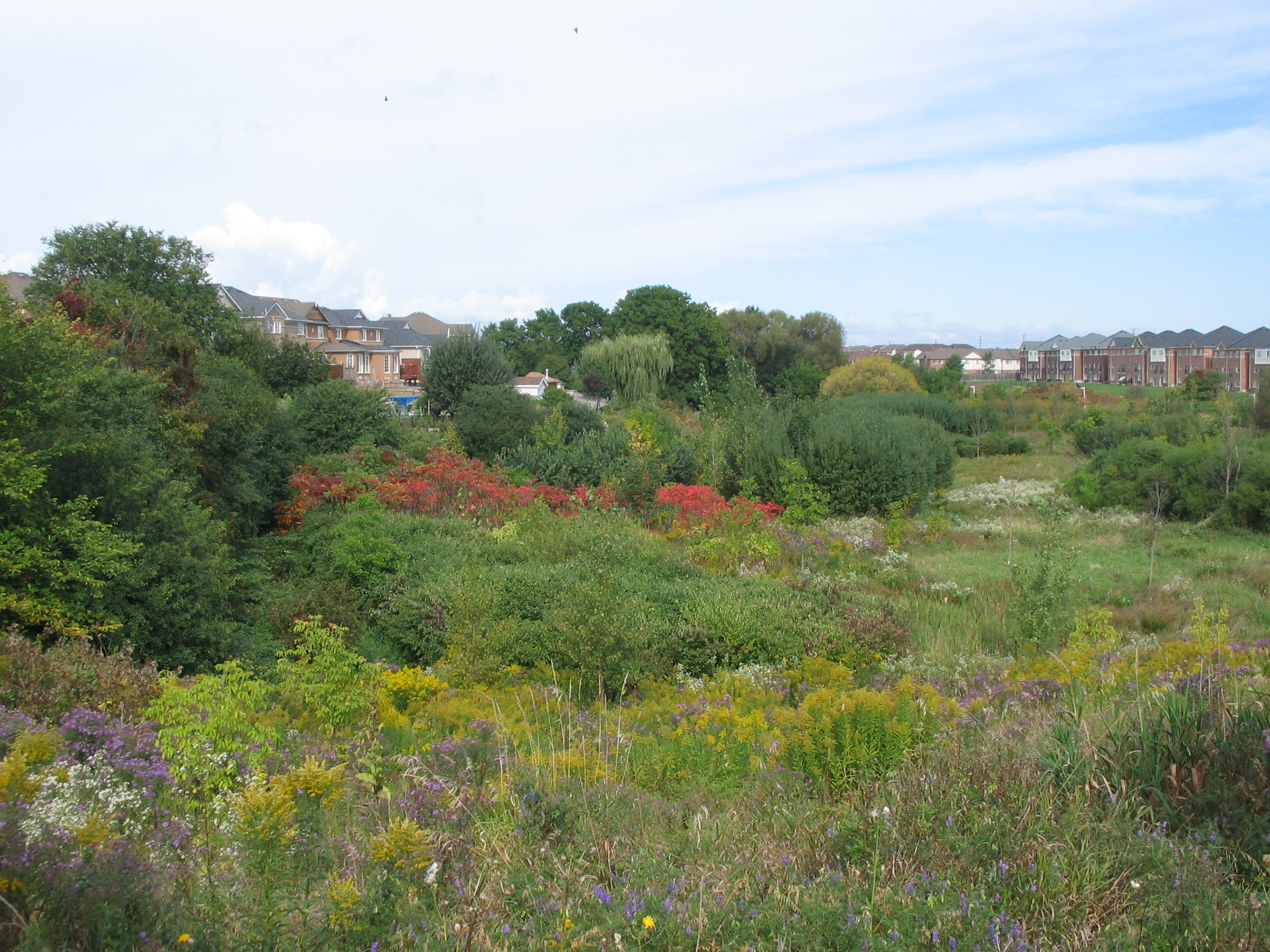 Fletcher's Creek After Re-Planting